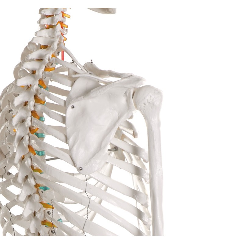 Erler-Zimmer Skeleton Model Oscar 2960 spine and shoulder detail